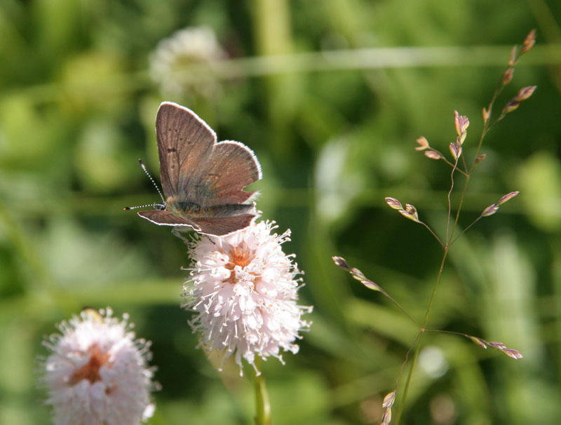 Lycaena tityrus?